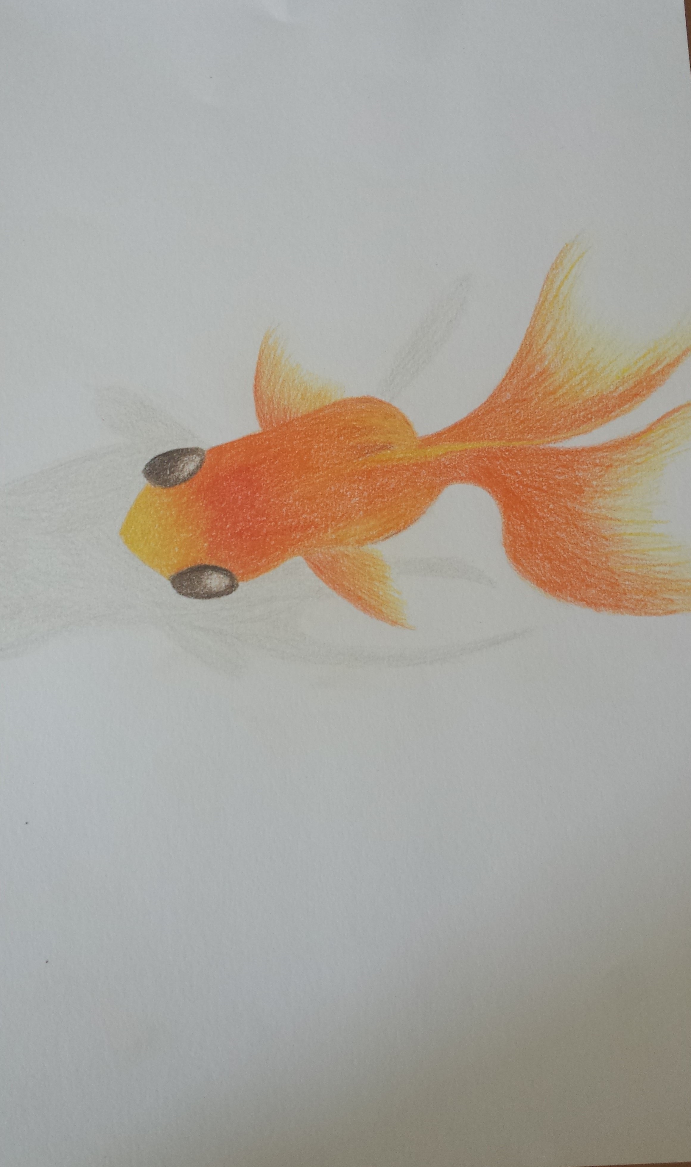 Goldfischi♥