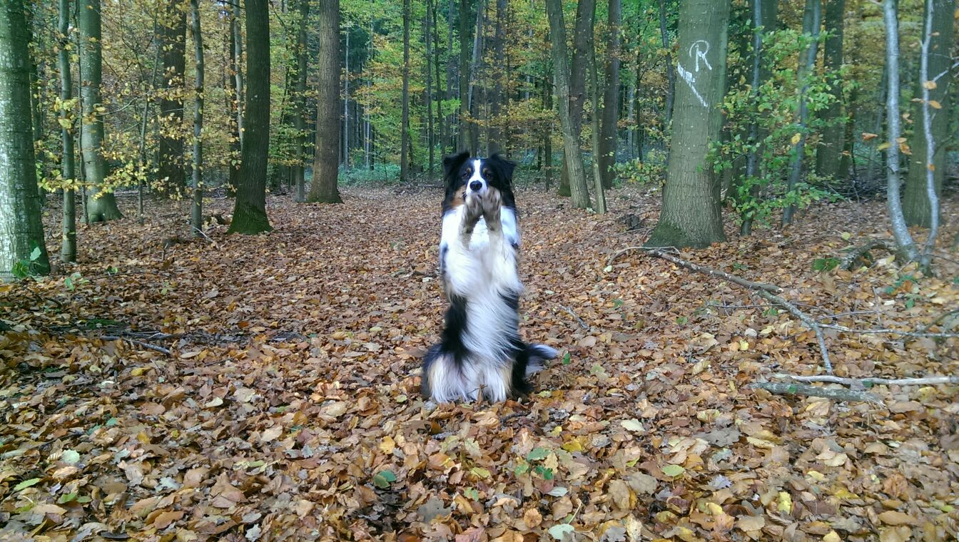 Kleiner Schnappschuss im Wald