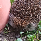 Igel im Garten ^^