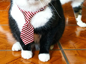 Business Cats!