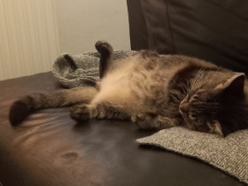 Katzenministerin für innere Weichheit