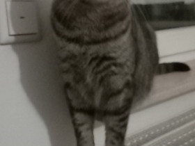 Kürbis auf der Fensterbank