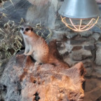 •》Erdmännchen《•