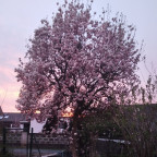 °•Magnolie im Sonnenuntergang•°