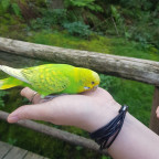 ~*Piepmatz*~