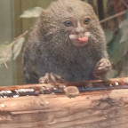 ▪︎●Seidenkopfäffchen●▪︎