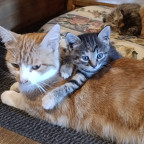 Kuscheln mit Mama