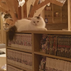 Catcafé 𖢥 ฅ(•˕ •マ⟆