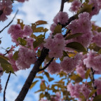Kirschblüten