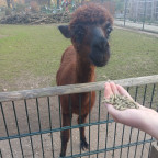 ▪︎■Alpaka■▪︎