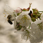Start in die Bienensaison 24 mit Bienchen #1