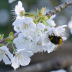Eine Hummel