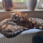 Shelly & Watson
