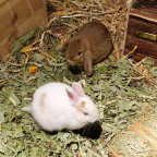 Frohe Ostern 🐇💐🩷