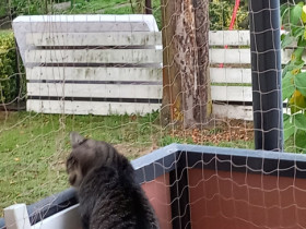 Kürbis macht was Katzen halt so machen - glaube ich 👀
