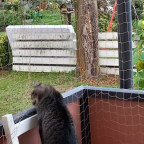 Kürbis macht was Katzen halt so machen - glaube ich 👀