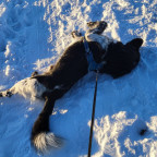 Glücklicherweise Hund im Schnee