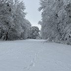 Spaziergang im Wald 2