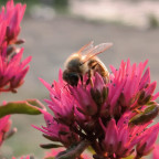 Fleißiges Bienchen