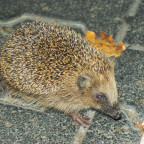 Ein kleiner Igel