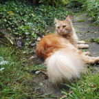 *Mieze im Garten*