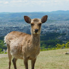 Nara