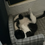 Hab meiner Katze eine kleine Couch gekauft 😂 er hat sie ausgeklappt und pennt jetzt so 😂