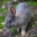 Okunoshima - Die Haseninsel