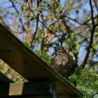 Eine Amsel
