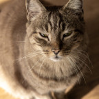 🐈‍⬛