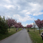 Allee mit Kirschblüten