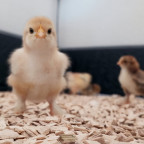 Kückchen