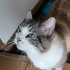 Tag 3 Benji-posting: Blaue Augen