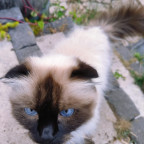 Blauäuglein :)