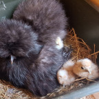 Kükennachwuchs ❤️🐣