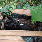 Pepper im Garten