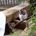 Zwei Kätzchen hinter einem Gasthof entdeckt