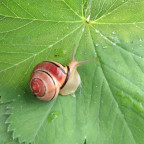 Schnecke